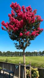 Lagerstroemia indica Rosea / multistam XXL ‼️‼️, Tuin en Terras, Planten | Bomen, Zomer, 400 cm of meer, Ophalen, Volle zon
