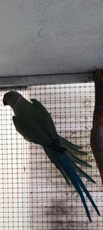 Halsbandparkiet Violet Aqau split opaline/bleekstaart Man23, Mannelijk, Parkiet