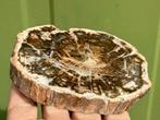 Versteend hout schijf plak dubbel gepolijst mineralen, Ophalen of Verzenden, Mineraal