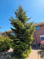 Mooie grote kerstboom! Voor de buurtvereniging, Ophalen, Volle zon, Overige soorten