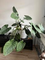 Olifantsoor - Alocasia, Huis en Inrichting, Kamerplanten, Overige soorten, Minder dan 100 cm, Halfschaduw, In pot