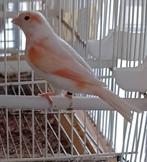 Koppel kanaries 2025 man roodmozaiek en pop geel oranje, Dieren en Toebehoren, Meerdere dieren