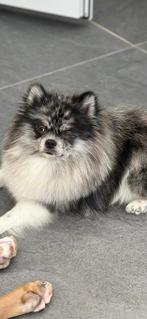 Laatste pup beschikbaar teddydog mini chowchow met stamboom, Dieren en Toebehoren, Overige rassen, 8 tot 15 weken, Parvo, Meerdere