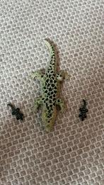 Playmobil krokodillen familie, Kinderen en Baby's, Speelgoed | Playmobil, Ophalen of Verzenden, Zo goed als nieuw