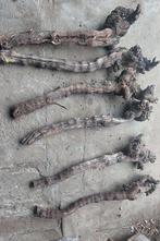 Druivenstronk, Ophalen of Verzenden, Zo goed als nieuw