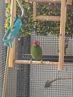 Kortstaart papegaai amadine pop, Dieren en Toebehoren, Vogels | Overige Vogels, Vrouwelijk