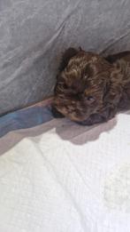 Shih tzu pups, Parvo, 8 tot 15 weken, Meerdere, Nederland