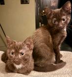 2 hele mooie chocolade bruine siamese kittens, Dieren en Toebehoren, Katten en Kittens | Raskatten | Korthaar, Meerdere dieren