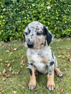Unieke kruising pups te koop, Dieren en Toebehoren, Reu, CDV (hondenziekte), 8 tot 15 weken, Groot
