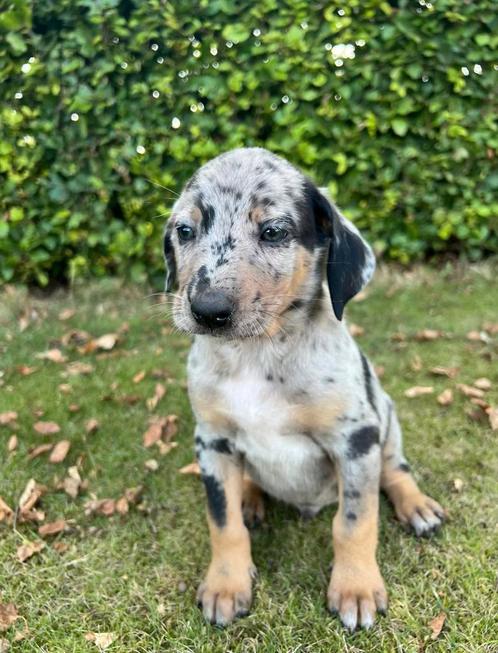 Unieke kruising pups te koop, Dieren en Toebehoren, Honden | Niet-rashonden, Groot, Reu, Particulier, Meerdere, Nederland, 8 tot 15 weken