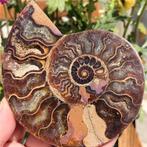 Prachtige gepolijste ammoniet (X2)., Ophalen of Verzenden, Fossiel