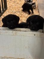 Lieve, ondeugende zw. labrador pups (oud. stamb.) te koop !!, Dieren en Toebehoren, Honden | Retrievers, Spaniëls en Waterhonden