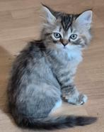 Ragdoll X, Dieren en Toebehoren, Katten en Kittens | Overige Katten, Meerdere dieren, Kortharig, 0 tot 2 jaar