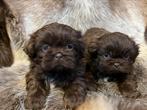 Shih tzu pupjes, België, Overige rassen, CDV (hondenziekte), 8 tot 15 weken