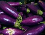 Aubergine Diamond, Ophalen of Verzenden, Voorjaar, Volle zon, Zaad