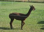 Alpaca ruin, Dieren en Toebehoren, Overige Dieren, Mannelijk, Voor 1 juli 2024