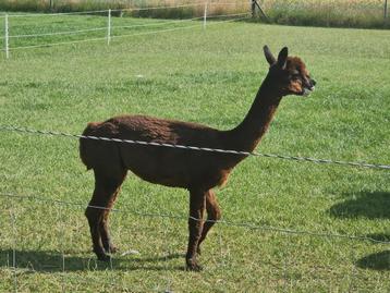 Alpaca ruin beschikbaar voor biedingen
