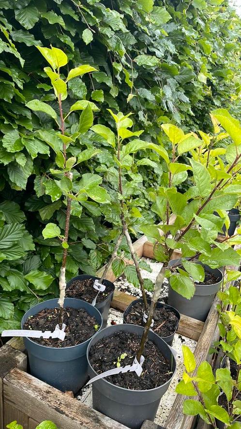 Voedselbos beplanting BIO, Tuin en Terras, Planten | Struiken en Hagen, Overige soorten, Minder dan 100 cm, Ophalen