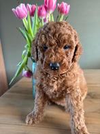 Australian labradoodle, Overige rassen, 8 tot 15 weken, Teef, Parvo
