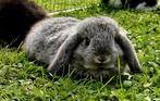Te koop 2 mooie Nederlandse dwerg hangoor konijntjes, Dieren en Toebehoren, Konijnen, Meerdere dieren, Dwerg, Hangoor