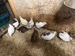 Celadon kwartels te koop (9 stuks), Dieren en Toebehoren, Pluimvee, Meerdere dieren, Overige soorten
