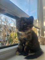 KITTENS BRITSE KORT/LANGHAAR, Dieren en Toebehoren, Katten en Kittens | Dekkaters, 0 tot 2 jaar