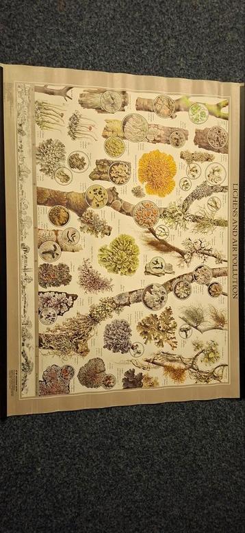 Korstmossen Poster - British Museum 1981 beschikbaar voor biedingen