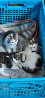 2 super schattige kittens ( zusjes), Dieren en Toebehoren, Katten en Kittens | Overige Katten, Poes