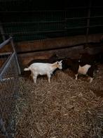 Hoornloos wit stamboek bokje cae en cl vrij, Mannelijk, Geit