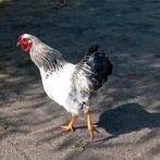 Wyandotte kriel haan, Dieren en Toebehoren, Pluimvee, Mannelijk, Kip