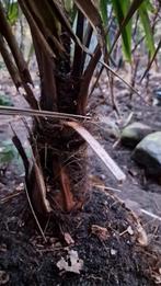 Winterharde Palm Trachycarpus Fortunei, Tuin en Terras, Planten | Tuinplanten, Volle zon, Vaste plant, Bloeit niet, Ophalen