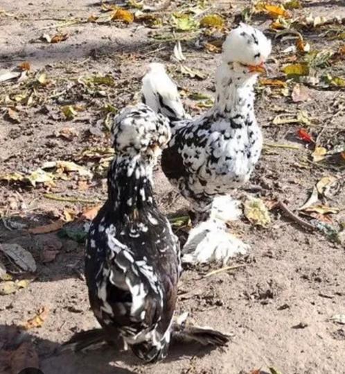 ALTAI BANTAMCAKRIEL HENNETJES             en USA ZIJDEHOEN, Dieren en Toebehoren, Pluimvee, Kip, Vrouwelijk