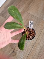 Hoya aff forbesii, Ophalen of Verzenden, Overige soorten, Minder dan 100 cm