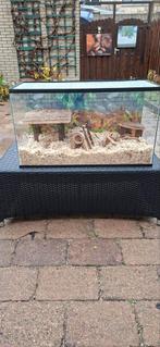 (dwerg)Hamster terrarium incl. Veel toebehoren L80B38H40, Zo goed als nieuw, 75 tot 110 cm, Ophalen, Minder dan 60 cm