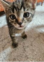 Cyperse kittens, Dieren en Toebehoren, Katten en Kittens | Overige Katten, Kater, 0 tot 2 jaar