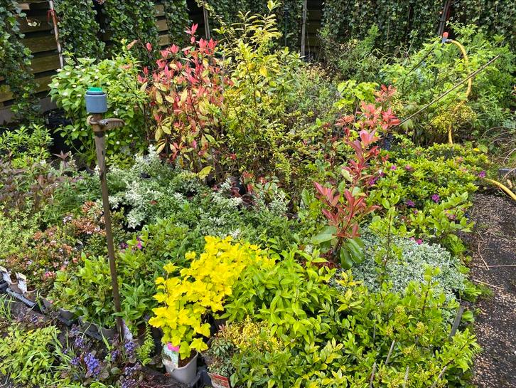 Tuinplanten Opruiming, Tuin en Terras, Planten | Tuinplanten, Overige soorten, Halfschaduw, Zomer, Ophalen