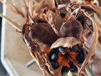 Zaden van strelitzia reginea, Huis en Inrichting, Ophalen of Verzenden, Overige soorten, Minder dan 100 cm