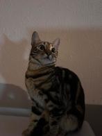 Half bengaalse katten, Dieren en Toebehoren, Katten en Kittens | Raskatten | Korthaar, Meerdere dieren, Ontwormd, 0 tot 2 jaar