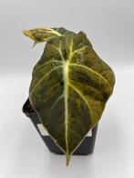 Alocasia Black velvet gold aurea variegata, Overige soorten, In pot, Minder dan 100 cm, Bloeiende kamerplant