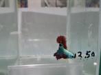 Betta splendens super delta kempvis man, Dieren en Toebehoren, Vissen | Aquariumvissen, Vis, Zoetwatervis