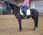 Superbrave 5 jr allrounder 1,62mtr (recreatie-manege-sport), Merrie, 3 tot 6 jaar, 160 tot 165 cm, Recreatiepaard