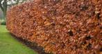 Fagus beukenhaag, Tuin en Terras, Ophalen of Verzenden, Overige soorten, Volle zon
