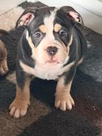 Prachtige American bully pocket pup mag direct mee ., Parvo, Overige rassen, 8 tot 15 weken, Meerdere