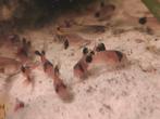 Corydoras panda bodem visjes, Dieren en Toebehoren, Vissen | Aquariumvissen, Vis