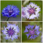 Zaden korenbloem mix blauw/wit (Centaurea cyanus), Ophalen of Verzenden, Voorjaar, Volle zon, Zaad