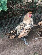 Appenzeller kuifhoen citroen haan, Dieren en Toebehoren, Pluimvee, Mannelijk, Kip