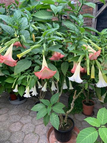 Brugmansia's (grootte van ca 0,75 tot ca. 2,00 meter) beschikbaar voor biedingen