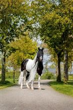 Claus BP88 – Goedgekeurde Barock Pinto dekhengst, Dieren en Toebehoren, Hengst