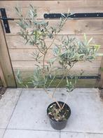 olea europaea olijf, Tuin en Terras, Lente, 100 tot 250 cm, Olijfboom, Ophalen
