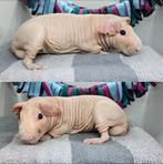 Skinny cavia, Cavia, April, Mannelijk, Tam